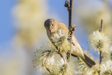 Common chiffchaff (Phylloscopus collybita)