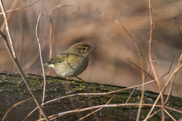 Common chiffchaff (Phylloscopus collybita)