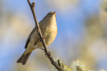 Common chiffchaff (Phylloscopus collybita)