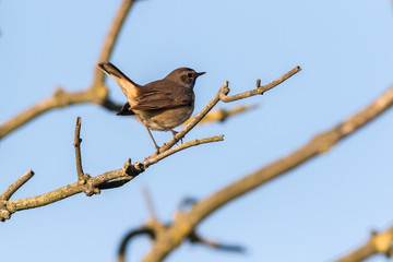 White-spotted bluethroat (Luscinia svecica)