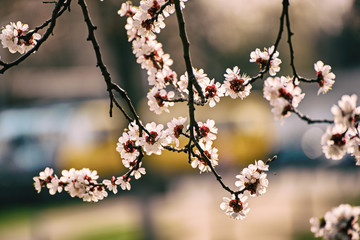 Apricot tree blossoms