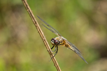 Libelle von vorne