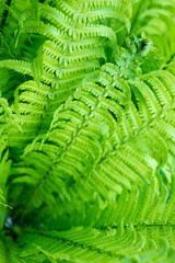 bright green young shoots of ferns in shallow DOF