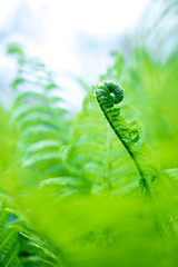 bright green young shoots of ferns in shallow DOF