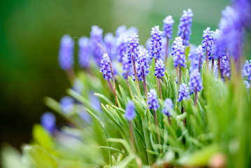 Blue flowers in the garden-close-up. Summer landscape and nature.
