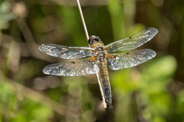 Vierfleck - Libelle in der Sonne