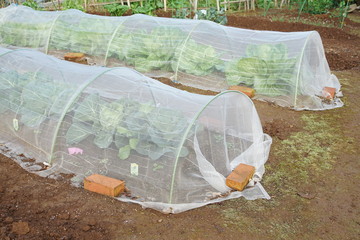 Cover for the vegetables cultivation of the field of the frost prevention