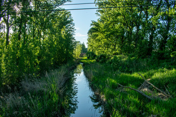 Río pasando a través de un bosque.