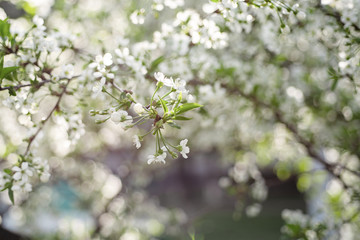 Cherry flowers frame