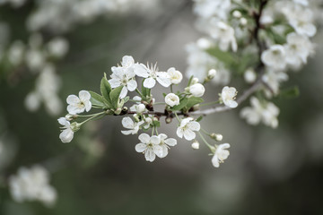 Cherry flowers frame