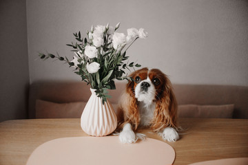 cavalier kin charles spaniel dog portrait indoors with flower vase