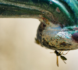 Rusty old water tap with insect seeking water