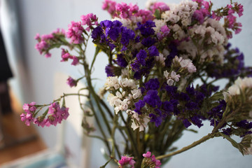 Purple lilac flowers in summer