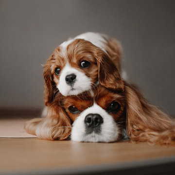cavalier king charles spaniel puppy posing on top of his mother head