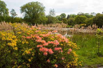 Obraz premium View of the lake landscape in the Japanese garden of the Polish Botanical Garden