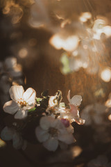 Beautiful spring background with blooming apple tree branches. White petals on a sunset background. Selective focus, selective focus