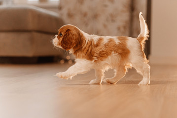 cavalier king charles spaniel puppy walking indoors