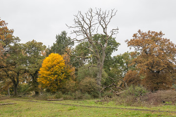 Old Autumn park, Autumn, Fall scene. Beautiful Autumnal park. Beauty nature scene. Autumn landscape, Trees and Leaves