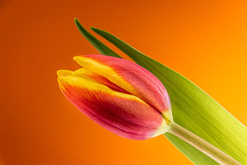 a colorful tulip on an orange background