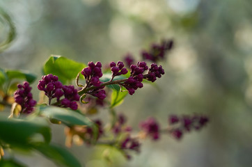 lilac in the rays of the setting sun