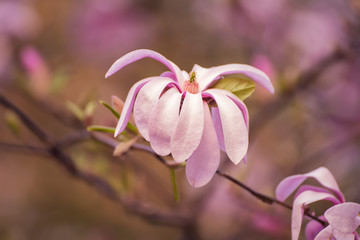 Obraz premium Magnolia spring flowers