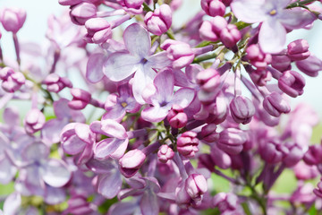 common lilac flowering in the garden in springtime