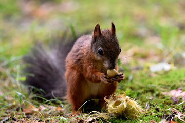 Naklejka na ściany i meble Red squirrel having some food on the grass