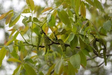 Male flower of the walnut tree (Juglans regia), catkins with pollen between the young leaves in...