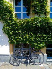Stylish bicycle stay in front of a house with ivy at summer sunny day