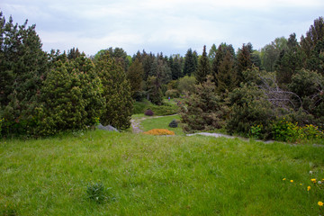 Fototapeta premium Alpine slide in landscape design. Alpine plants and bushes in the Lodz Botanical Garden.