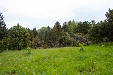 Obraz premium Alpine slide in landscape design. Alpine plants and bushes in the Lodz Botanical Garden.