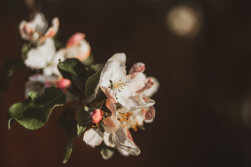 Beautiful spring background with blooming apple tree branches. White petals on a sunset background. Selective focus, selective focus