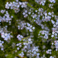 Myosotis or forget-me-not flowers on the meadow as a seamless pattern background