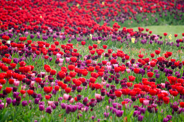 Large flower bed with red and purple tulips in a park in Rotterdam, The Netherlands in springtime