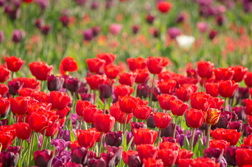 Fototapeta premium Group of red as well as some purple tulips in a flower bed in a park in Rotterdam