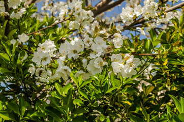 Young white flowers of the White Plum plant 