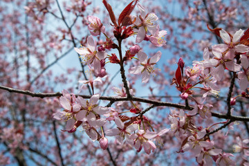 Prunus sargentii, Sargents cherry tree blossom against blue sky