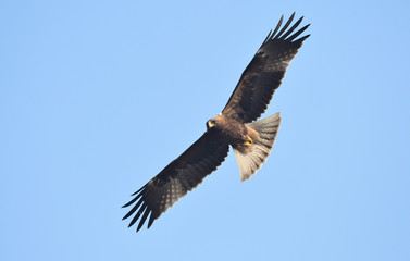 Booted eagle in flight