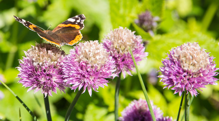 Butterfly on purple flower