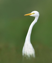 Intermediate egret pose