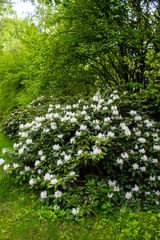 Rhododendron decorum is a species of flowering plant in the heath family Ericaceae. Rhododendron flowers close-up.