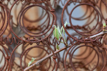 green leaves against a rusty spring pattern