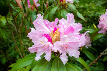 Rhododendron decorum is a species of flowering plant in the heath family Ericaceae. Rhododendron flowers close-up.