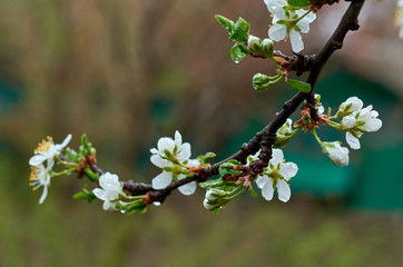 a bee sits on a white flower in the garden in spring