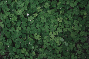 Green leaves of clover. Shamrocks, St.Patrick's day concept. Template for design.