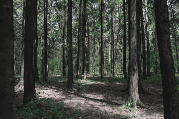Sunlight passes through a dark green forest and illuminates a forest path. Dark forest background. Forest trees.