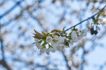 a bee sits on a white flower in the garden in spring