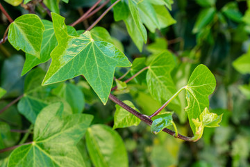 Hojas de un arbusto verde en primavera.