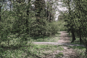 Green summer forest on a sunny day . Woodland nature