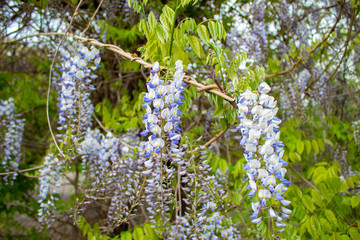 Wisteria is a genus of tall tree-like twigs of subtropical plants from the legume family with large tassels of fragrant lilac flowers. Landscaping.